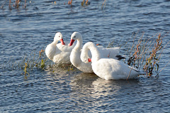 Argentino Lake, Trio of Swans