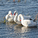 Argentino Lake, Trio of Swans