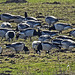 20180407 3680CPw [D~LER] Weißwangengans (Branta leucopsis), Holtgaster See, Holtgasten