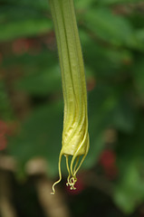 Brugmansia bud