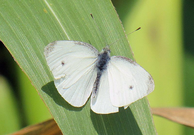 Blanka papilio