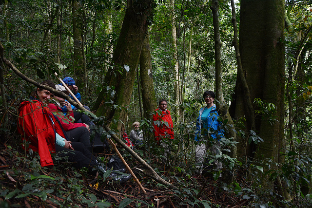 Uganda, Bwindi Forest, In Search of Wild Mountain Gorillas