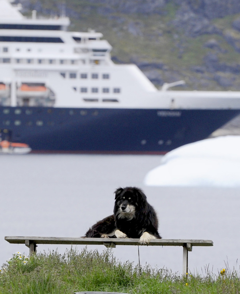 Dog in Nanortalik, Greenland (HBM)