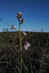 Asphodelus ramosus,  Abrótea-de-primavera, gamão, Penedos