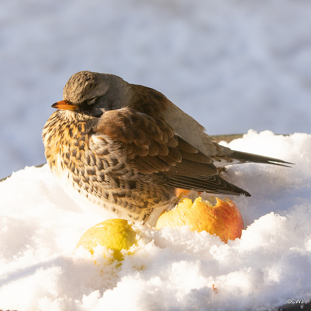 Fieldfare Fieldfare