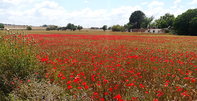 Poppy field!