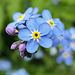 Forget-me-Not