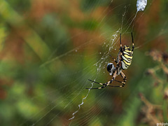 A beautiful (and harmless) 'little beast' - Wasp spider (Argiope bruennichi).