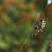 A beautiful (and harmless) 'little beast' - Wasp spider (Argiope bruennichi).