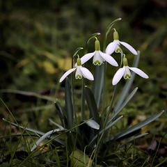 Perce-Neige