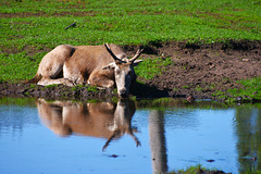 Does he recognise himself in the water? Does he recognise himself in the water?