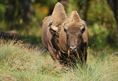 bisons européens (Forêt d'Orient) bisons européens (Forêt d'Orient)