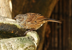 Dunnock
