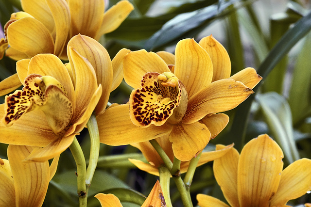 Yellow Cymbidium Orchid – Conservatory of Flowers, Golden Gate Park, San Francisco, California