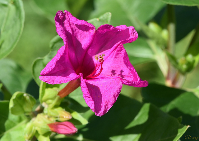 Mirabilis ou "Belle-de-nuit"