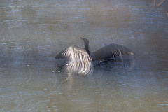 20160216 0049VRAw [D~LIP] Kormoran, Werre, Begamündung, Bad Salzuflen