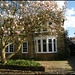 blossom in Moreton Road