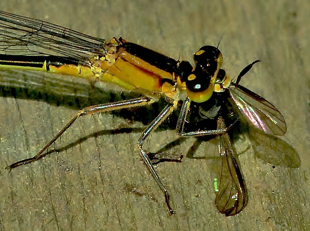 Munching Damselfly