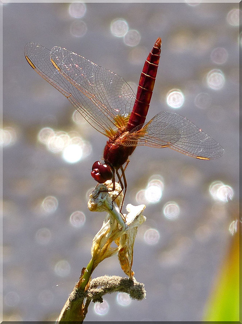 Feuerlibelle (Crocothemis erythraea) Scarlet Dragonfly, ♂