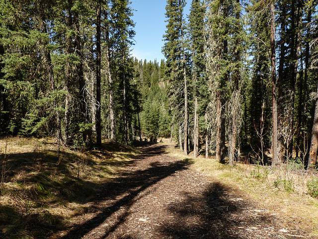 A walk in the woods, William J. Bagnall Wilderness Park