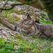 Luchs