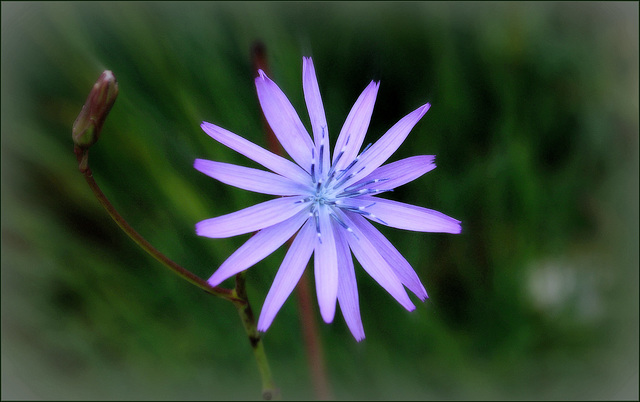 Lactuca perennis