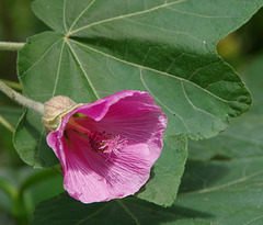 A mallow