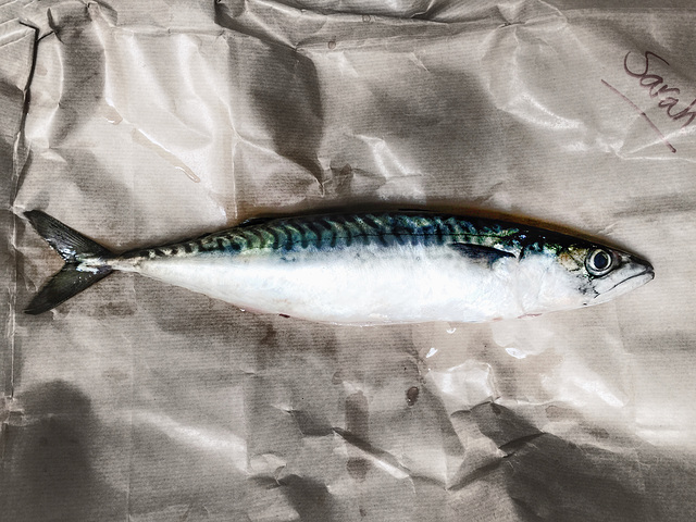 mackerel