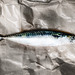 mackerel