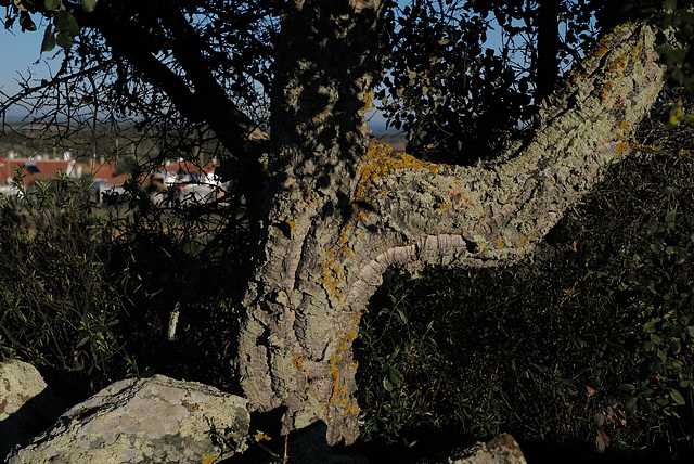 Azinheira, Quercus ilex with Penedos behind