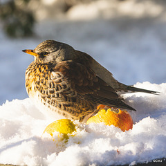 Fieldfare