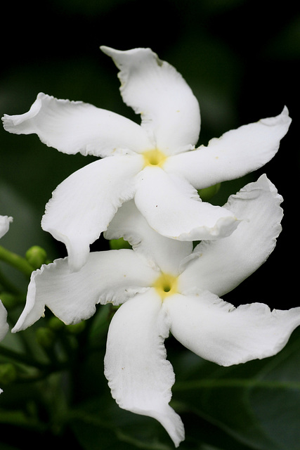 Crepe Jasmine