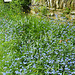 Yedmandale Road Forget-me-Not