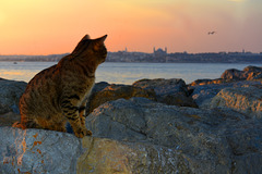 Cat enjoying sunset over the Bosphorus