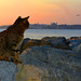 Cat enjoying sunset over the Bosphorus