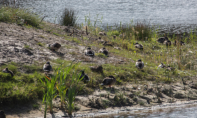 20140911 5150VRAw [NL] Enten, Terschelling