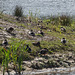 20140911 5150VRAw [NL] Enten, Terschelling