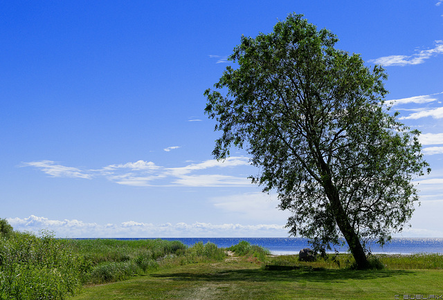 am Peipsi järv (Peipus-See), Blick nach Russland (© Buelipix)