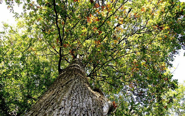 Sous le chêne