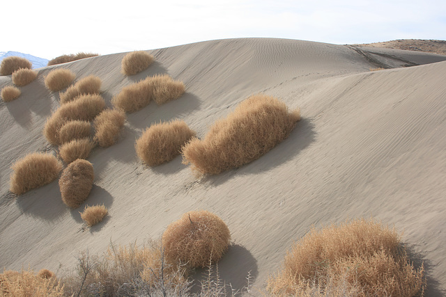 Sand dune and tumbleweeds