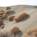 Sand dune and tumbleweeds