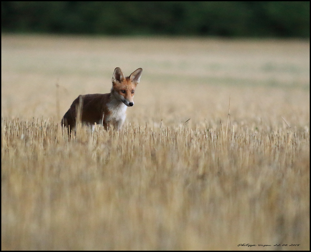 RENARD
