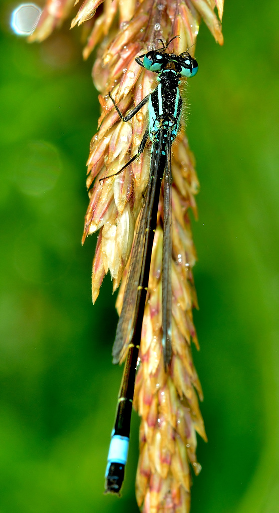Damselfly