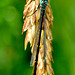 Damselfly