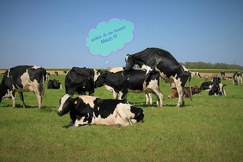 La Vache folle