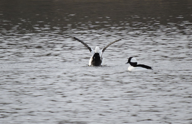 Bufflehead