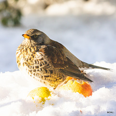 Fieldfare