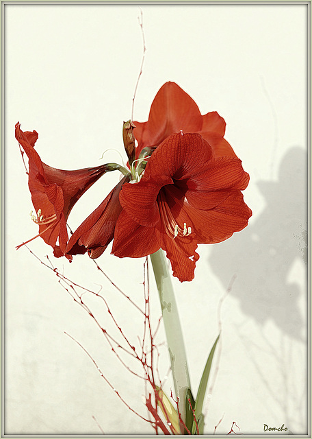 Amaryllis