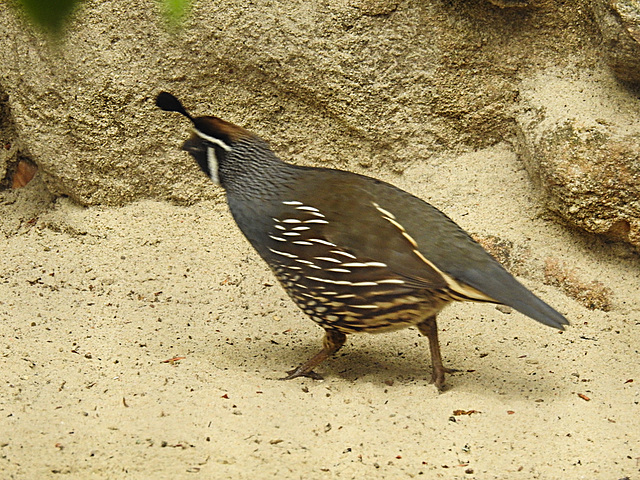 20210709 1547CPw [D~OS] Kalifornische Schopfwachtel, Zoo Osnabrück