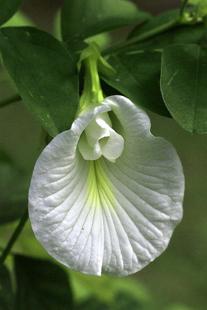 Butterfly Pea